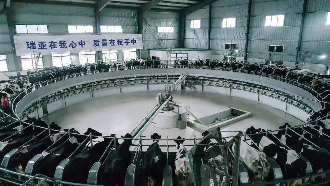 玩球通(中国)一站式服务平台丨国家奶牛产业技术体系首席科学家、中国农业大学教授李胜利一行莅临玩球通(中国)一站式服务平台鲁山瑞亚参观调研