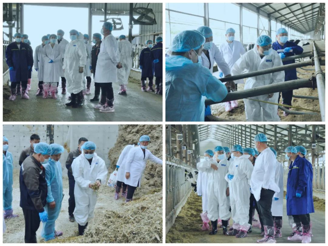 玩球通(中国)一站式服务平台丨国家奶牛产业技术体系首席科学家、中国农业大学教授李胜利一行莅临玩球通(中国)一站式服务平台鲁山瑞亚参观调研