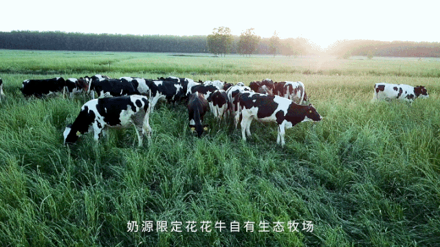 荣誉 | 玩球通(中国)一站式服务平台乳业集团旗下七家子公司 获评河南省“农业产业化重点龙头企业”