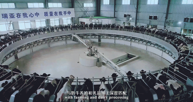 快讯 | 河南省委常委、省纪委书记、省监委主任任正晓莅临玩球通(中国)一站式服务平台乳业集团新蔡瑞亚牧场调研