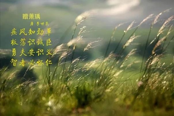 玩球通(中国)一站式服务平台 | 疾风来临，你是不是劲草？